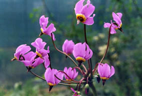 Dodecatheon alpinum